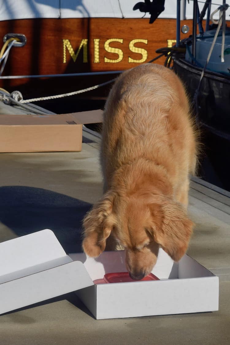 Golden retriever eating from a white box, near a boat labeled 
