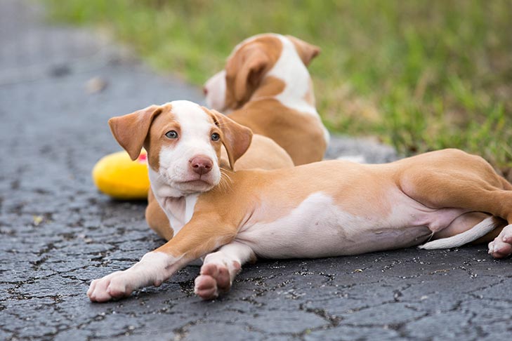 How to Socialize Your Dog From Home