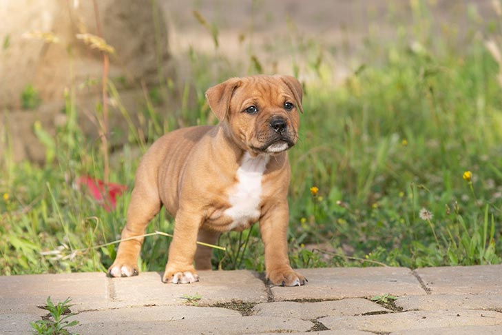 Staffordshire Bull Terrier puppy standing outdoors