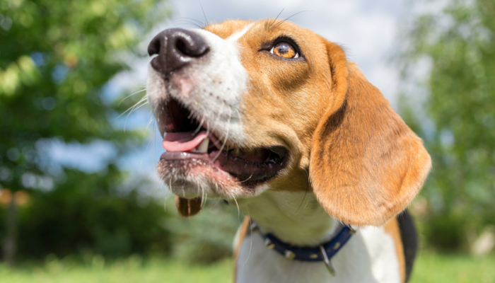 10 Ways to Give Your Dog More Mental Stimulation