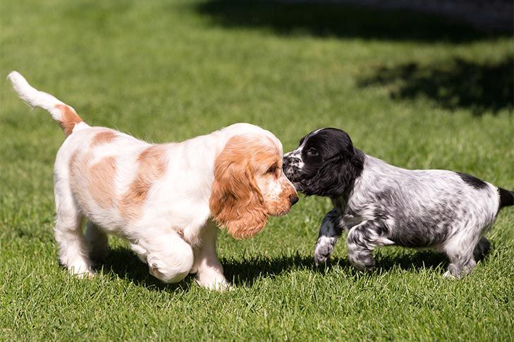 Two Cocker Spaniel puppies playing on green grass. One is tan and white, the other is black and white.