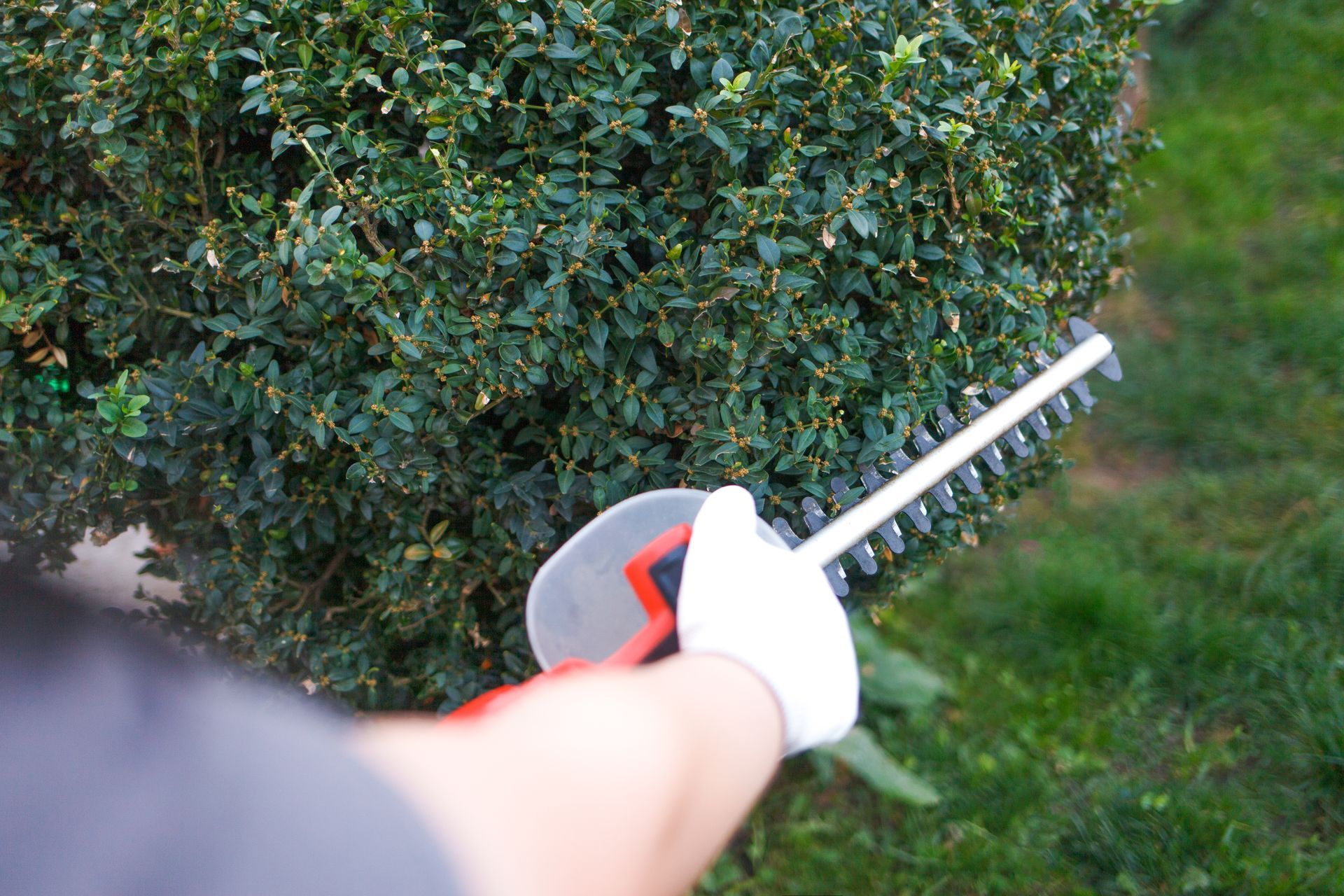 A person is cutting a bush with a hedge trimmer.