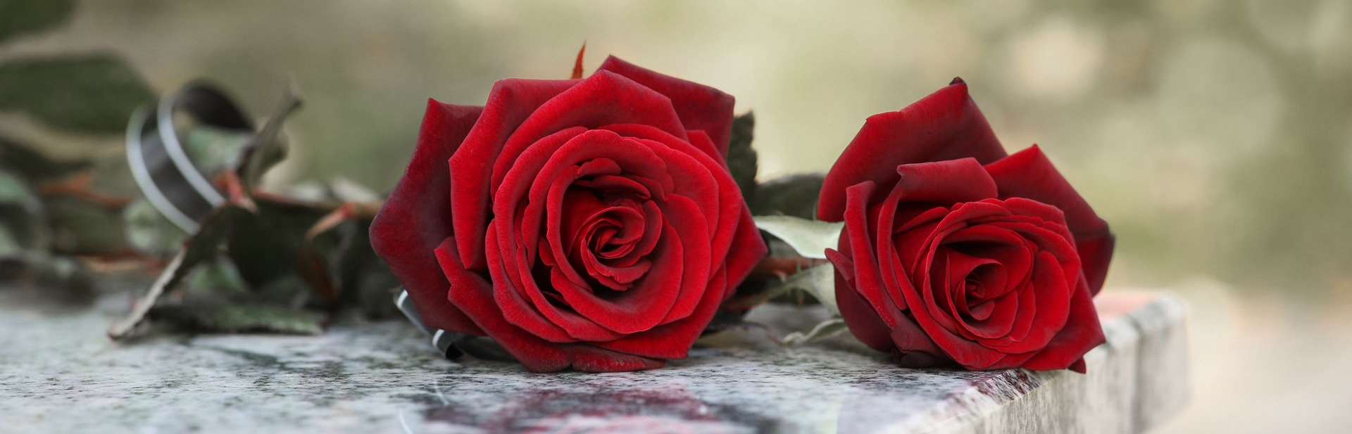 Two red roses lying on a stone surface, with blurred greenery in the background