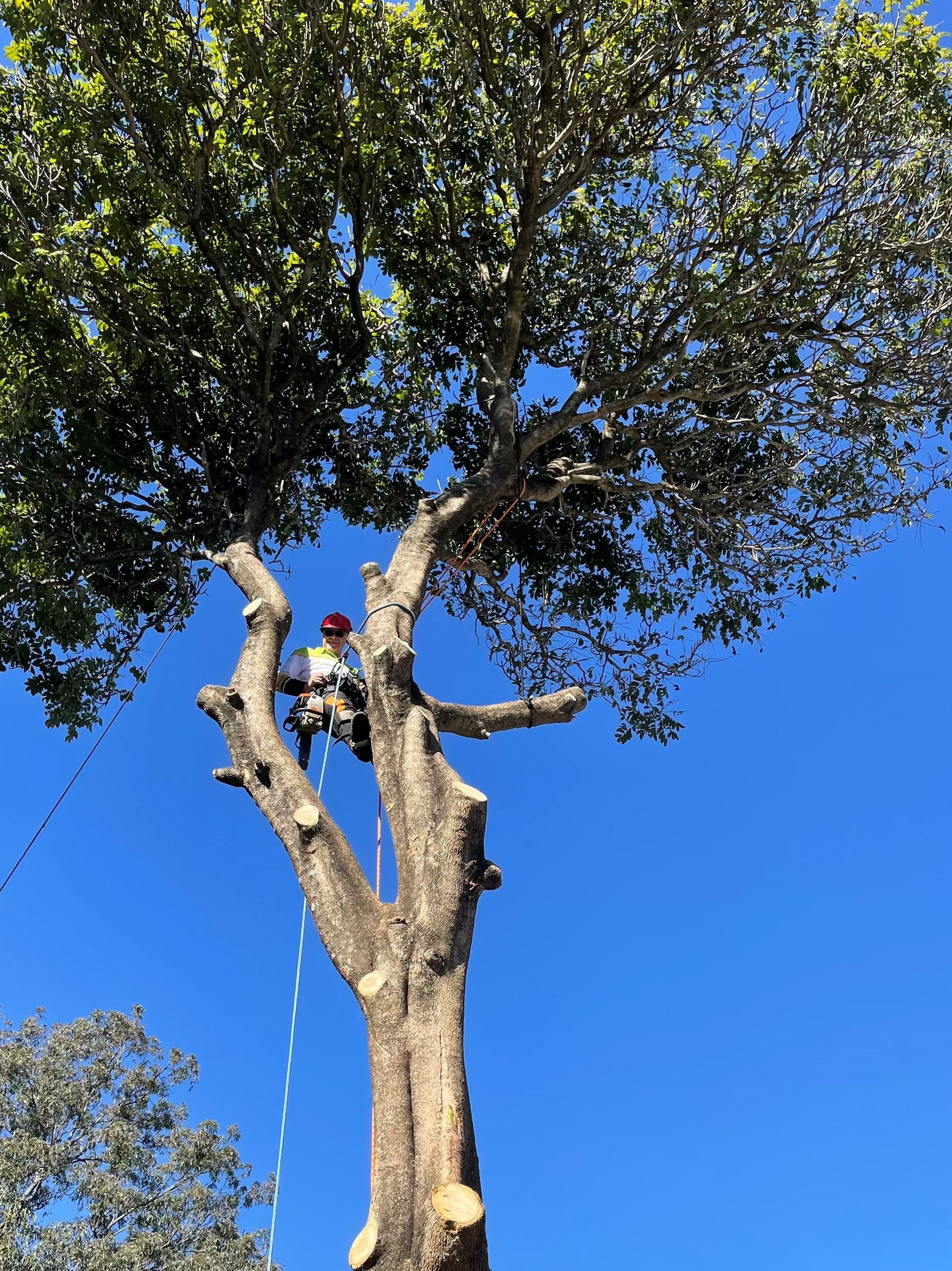 Tree Lopping Guide Essential Tips & Information