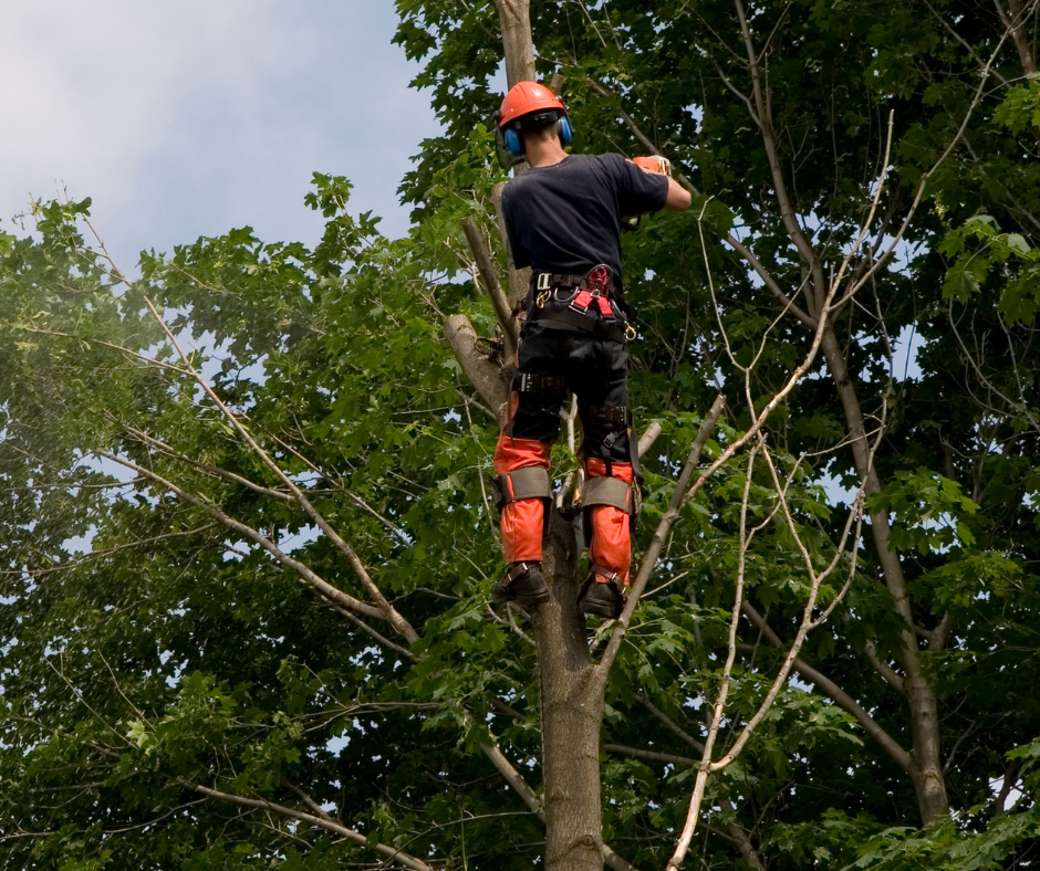 Tree Removal Sunshine Coast