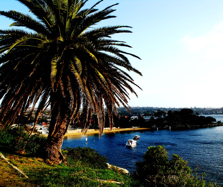 Tree Removal Sunshine Coast