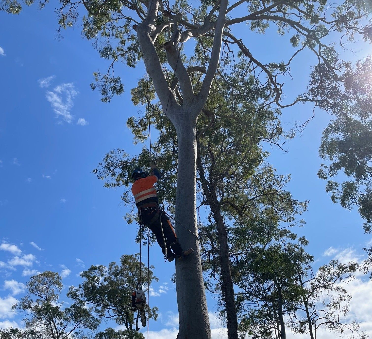 Tree Removal Nambour