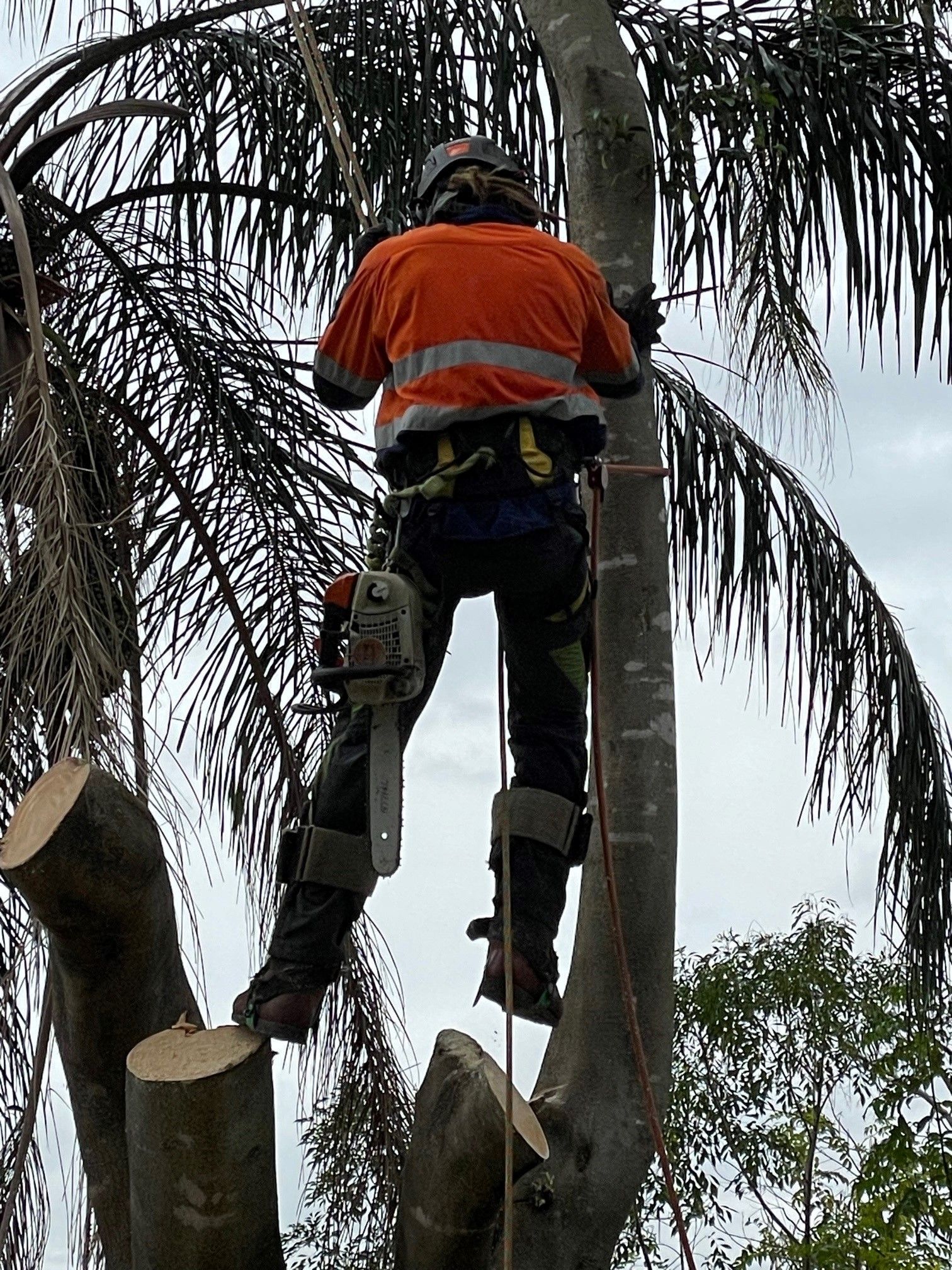 Tree Removal Sunshine Coast