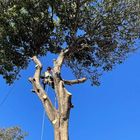 Tree Loppers Sunshine Coast