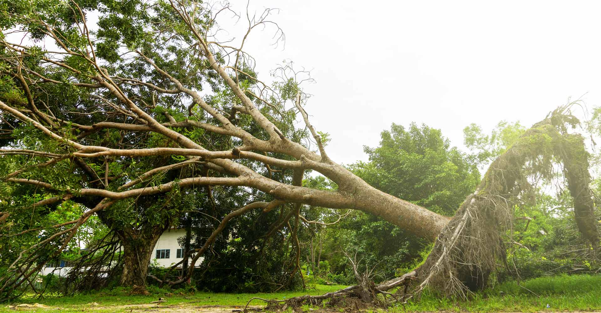 Emergency Tree Removal