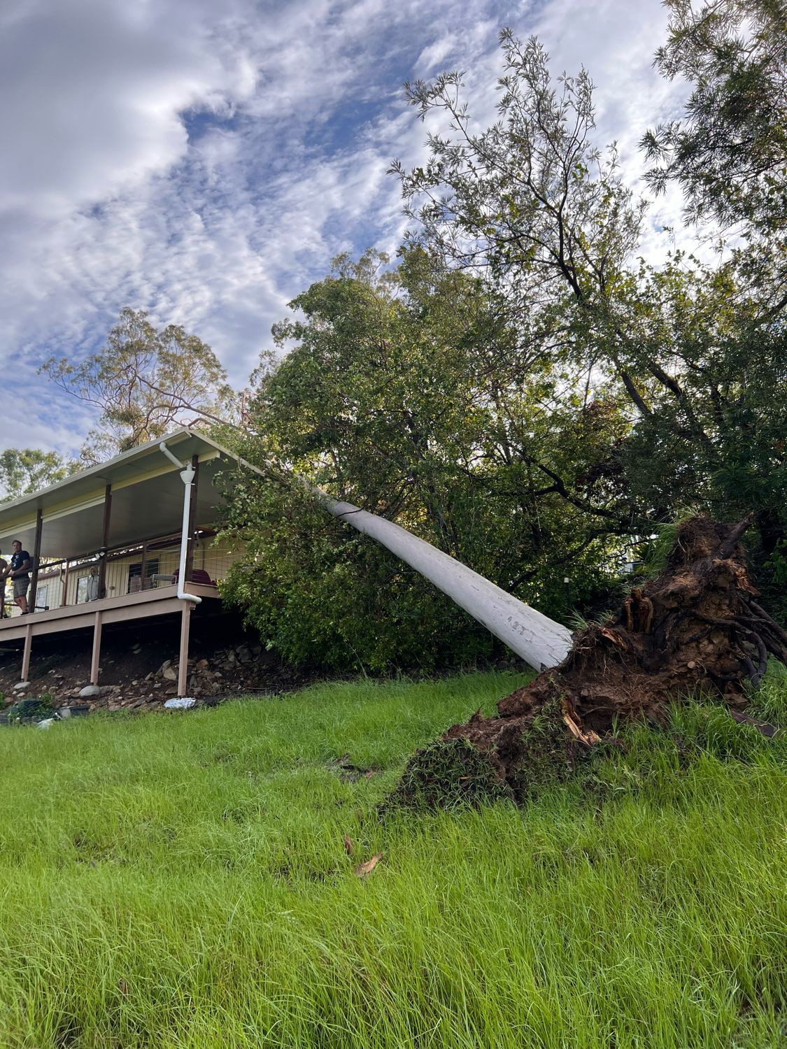 Emergency Tree Removal