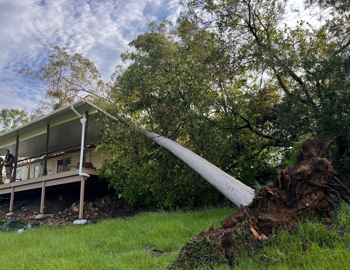 emergency tree removal sunshine coast