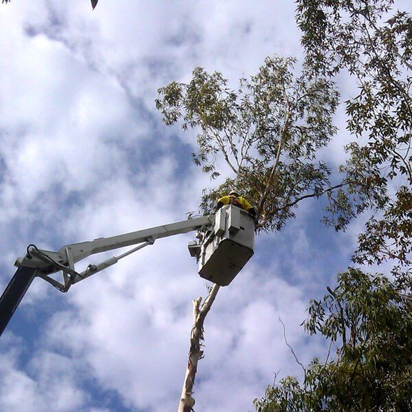 Sunshine Coast Tree Services Image 03