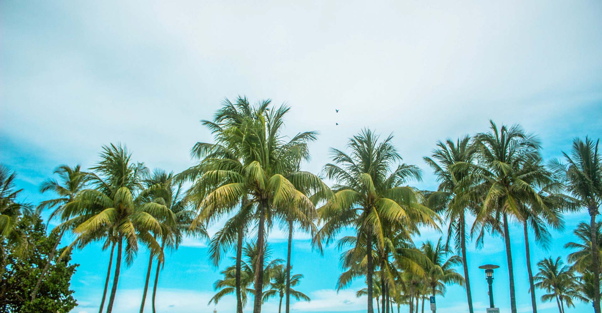 Palm-tree-maintenance