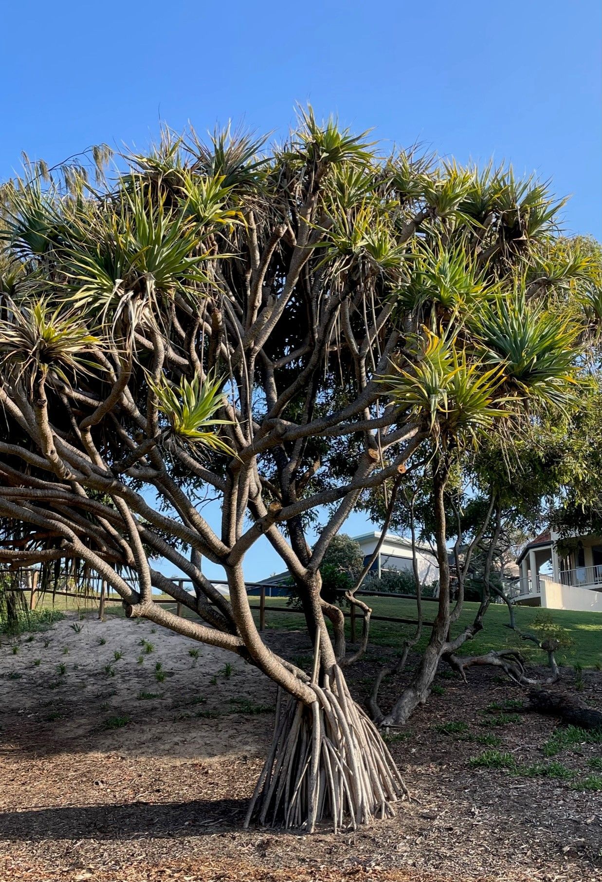 Sunshine Coast Tree Removal