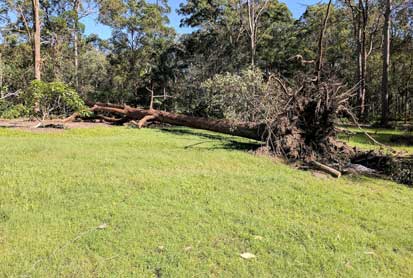 after hours emergency tree removal
