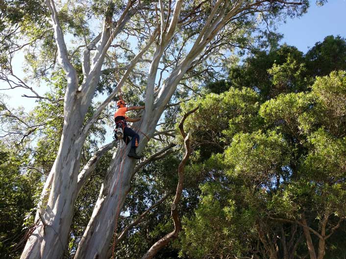 Tree Removal Sunshine Coast