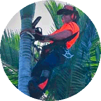 Palm-tree-removal-sunshine-coast