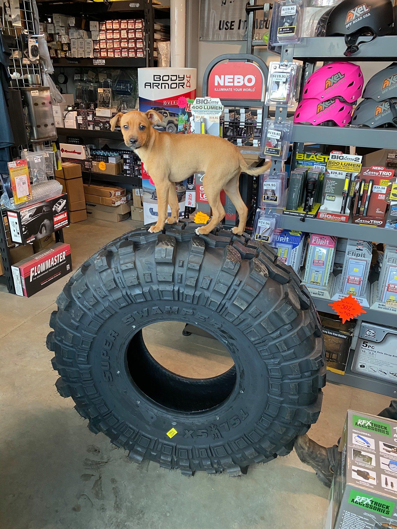 Tan dog standing on a large tire in a store.