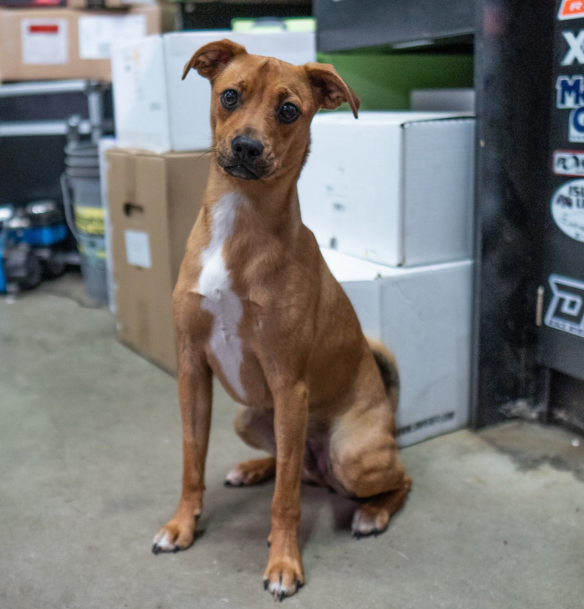 Brown dog with white chest sits, head tilted, in front of boxes and a wall.