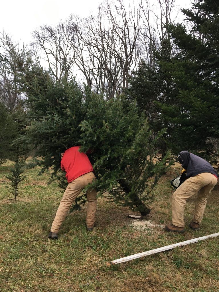 Two men are cutting down a christmas tree in a field.