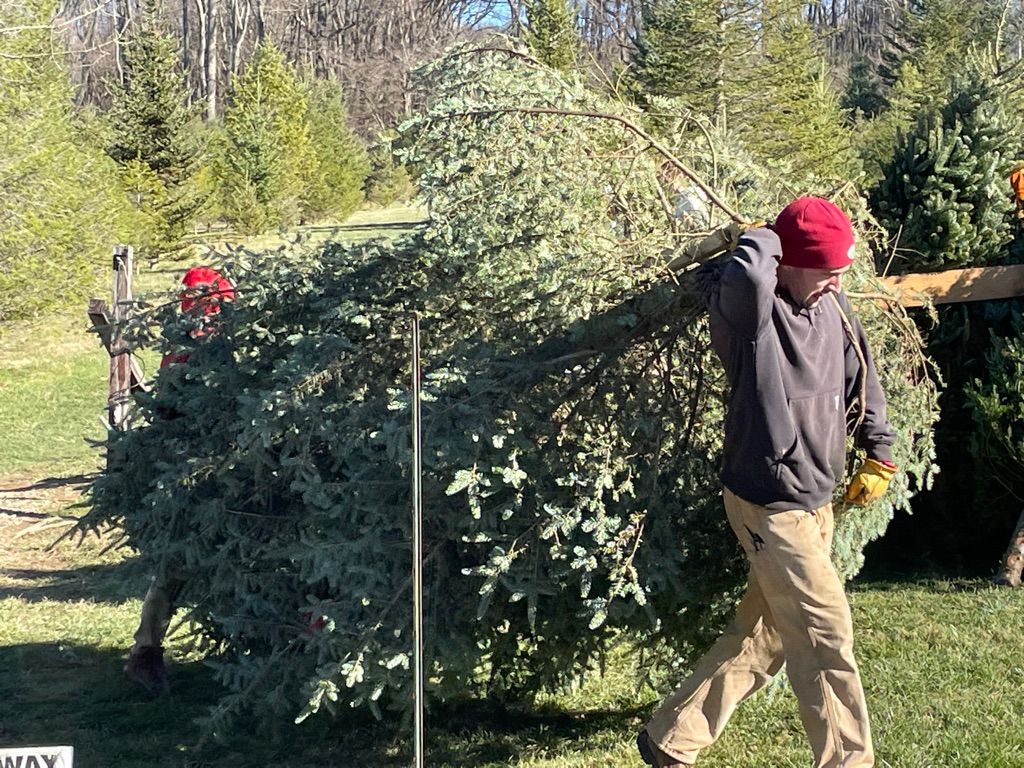 A man is carrying a large christmas tree on his back.
