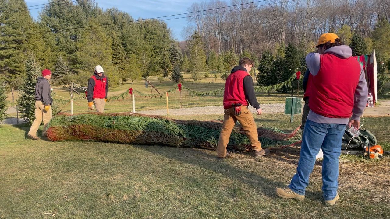 A group of men are working on a christmas tree farm.