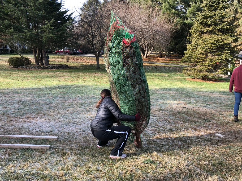 A woman is carrying a christmas tree in a field.
