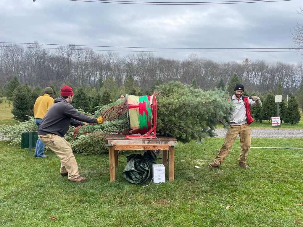 Two men are cutting a christmas tree in a field.