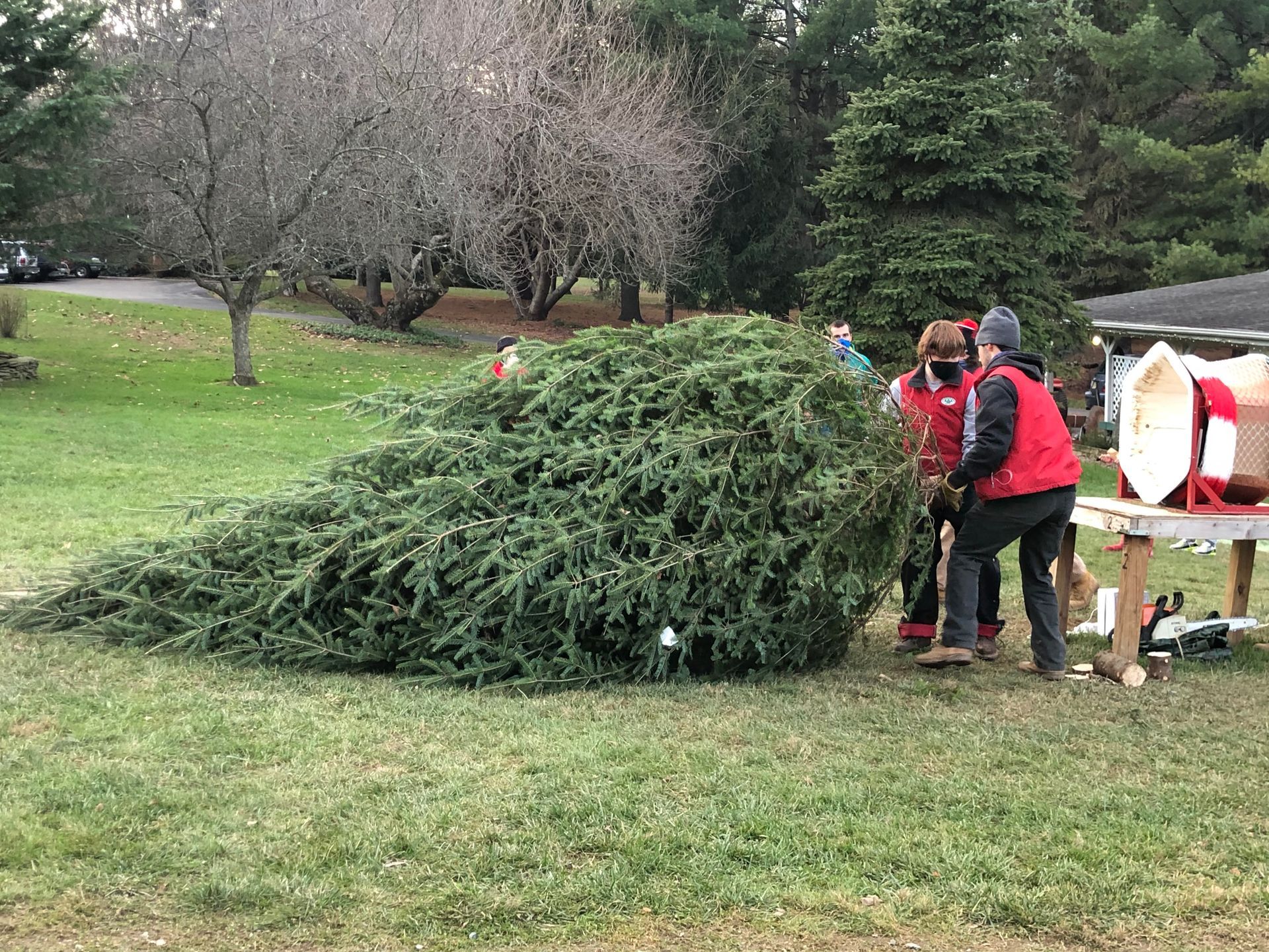 A group of people are cutting down a christmas tree in a field.