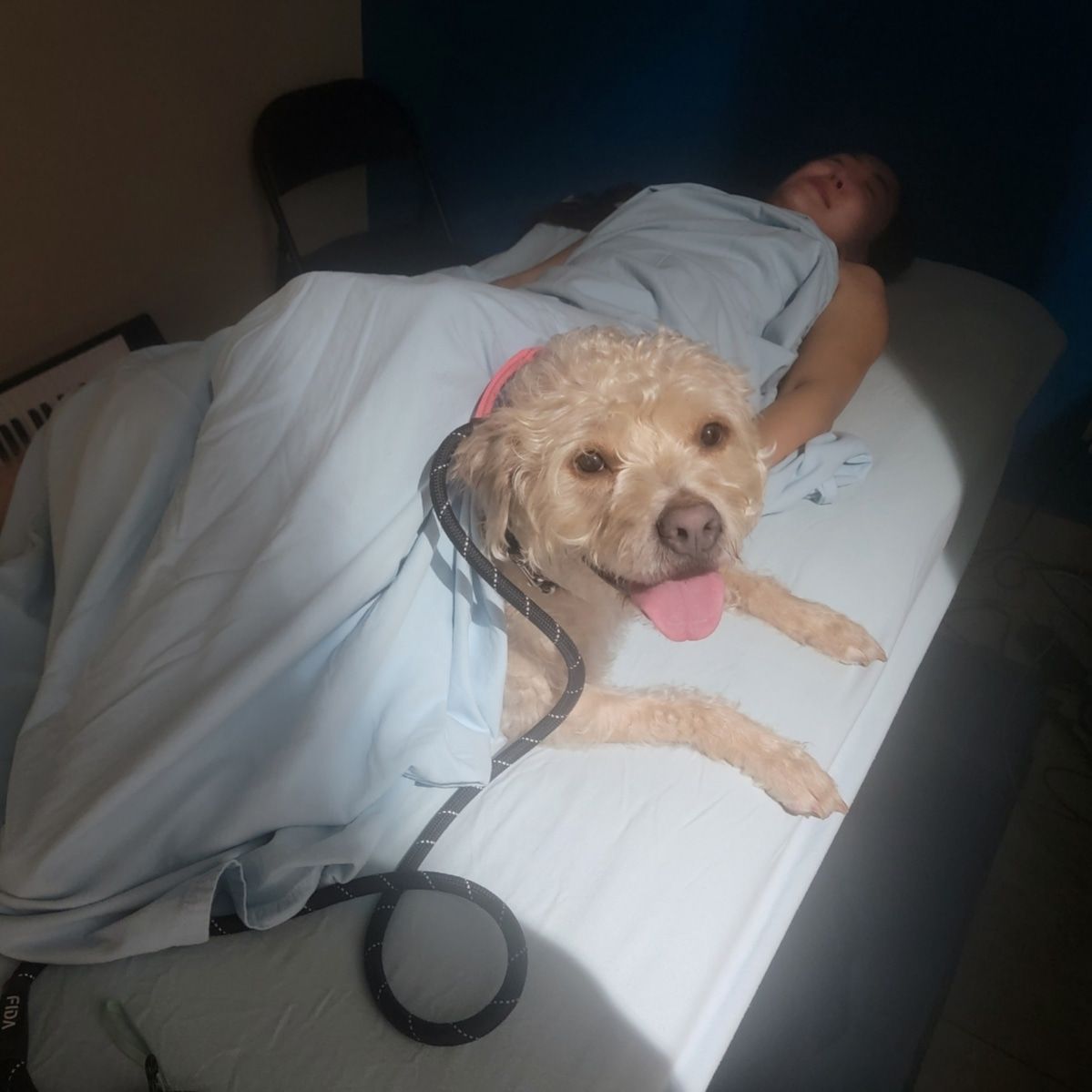 Small tan dog on a bed beside a person under a blanket, tongue out, in a dim room