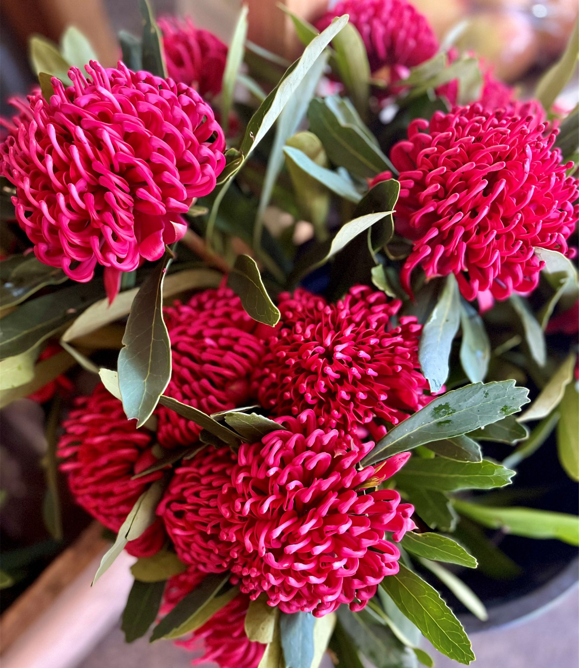 New Arrivals O'Shannessy's Quality Tours