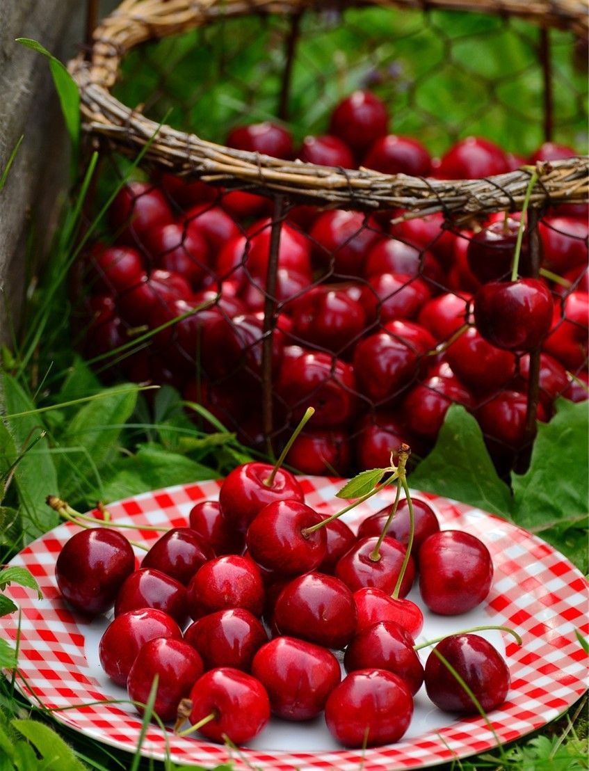 Carnival of Cherries in Young 2026 - 5 Day Tour