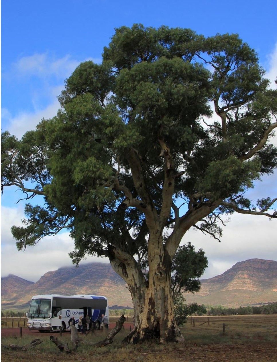 Flinders Ranges Outback Rawnsley Park 2027 - 11 Day Tour