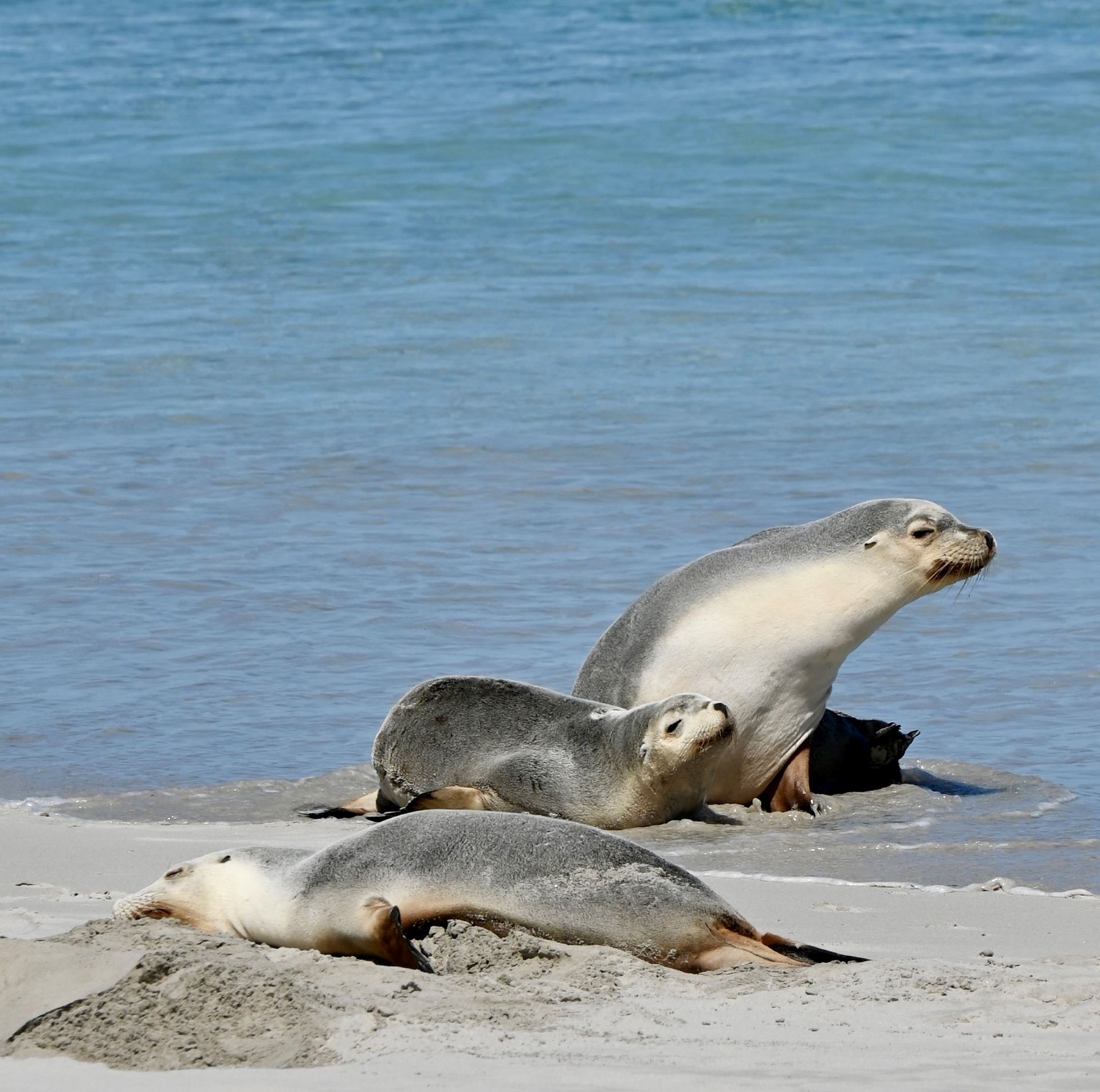 Kangaroo Island and the Coorong Spring 2026 - 9 Day Tour