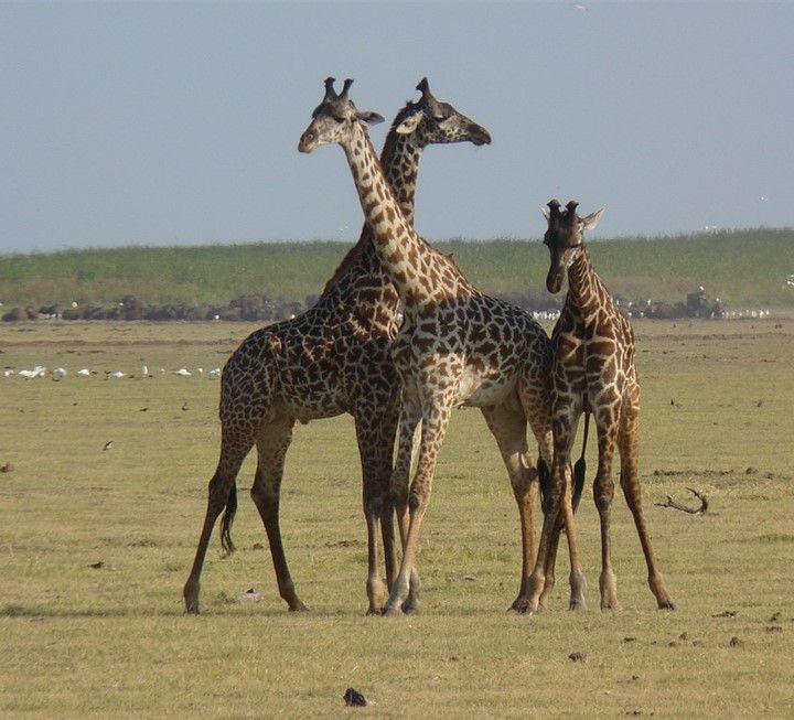 Monarto Safari Resort and the Coorong 2026 - 6 Day Tour