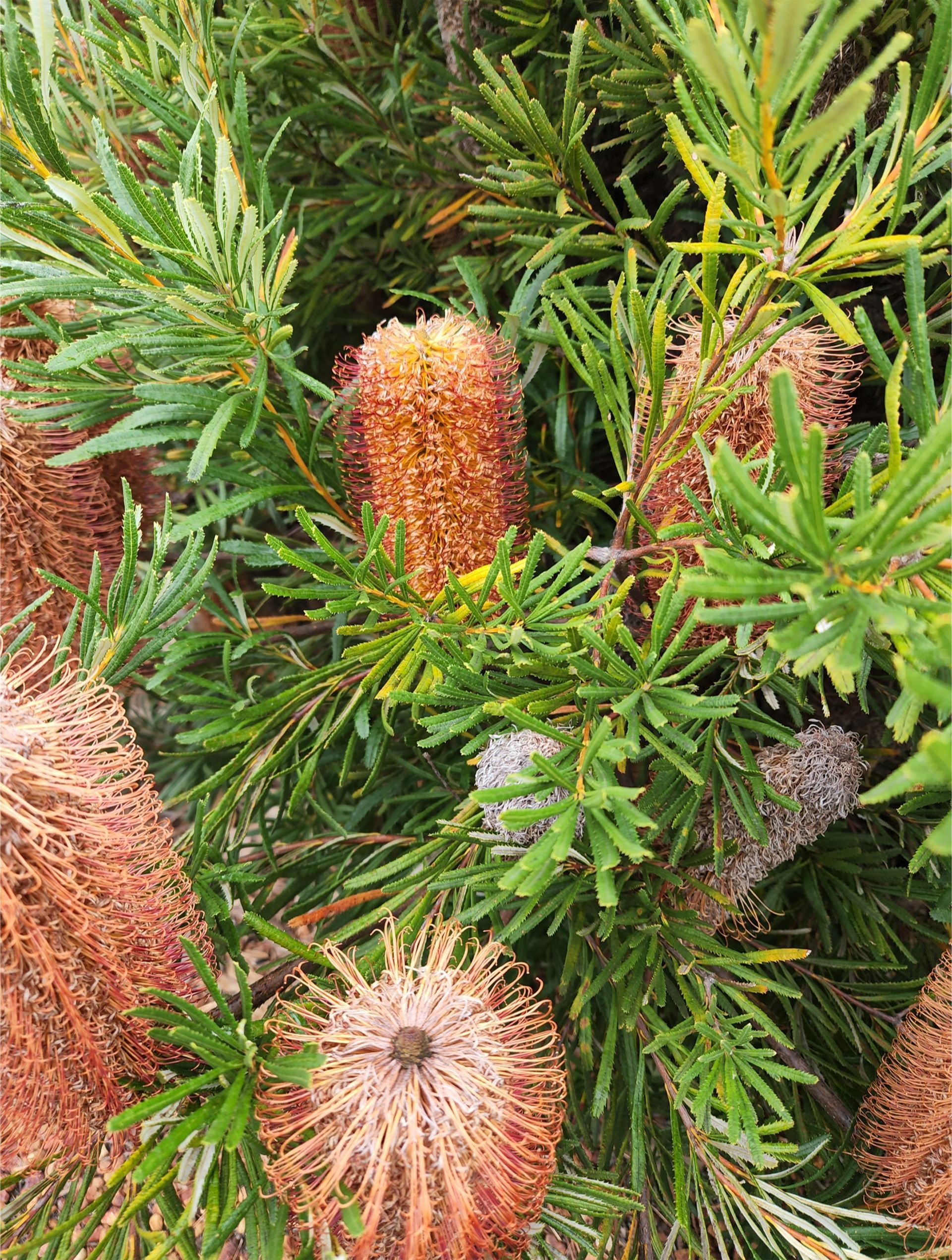 South West Wildflower Wonderland 2026 - 11 Day Tour