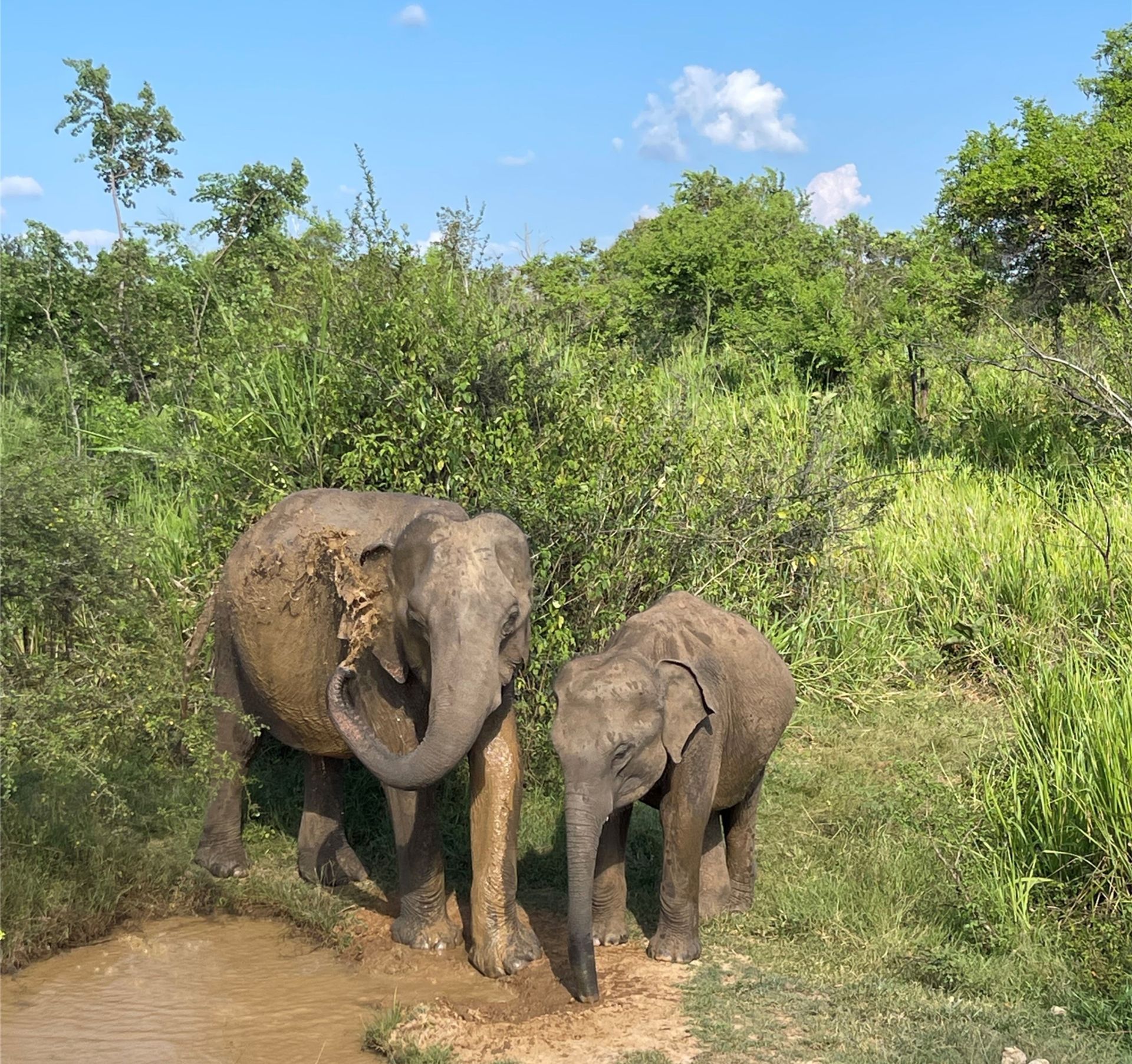 Sri Lanka Delights Tour 1 2026 - 14 Day Tour