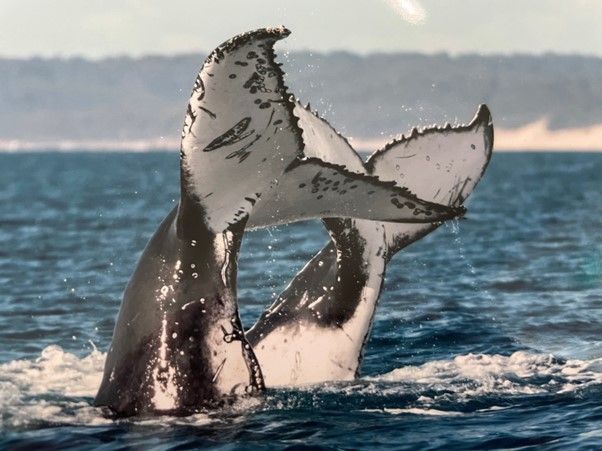 Sunshine Coast Explorer 2027 - 7 Day Tour