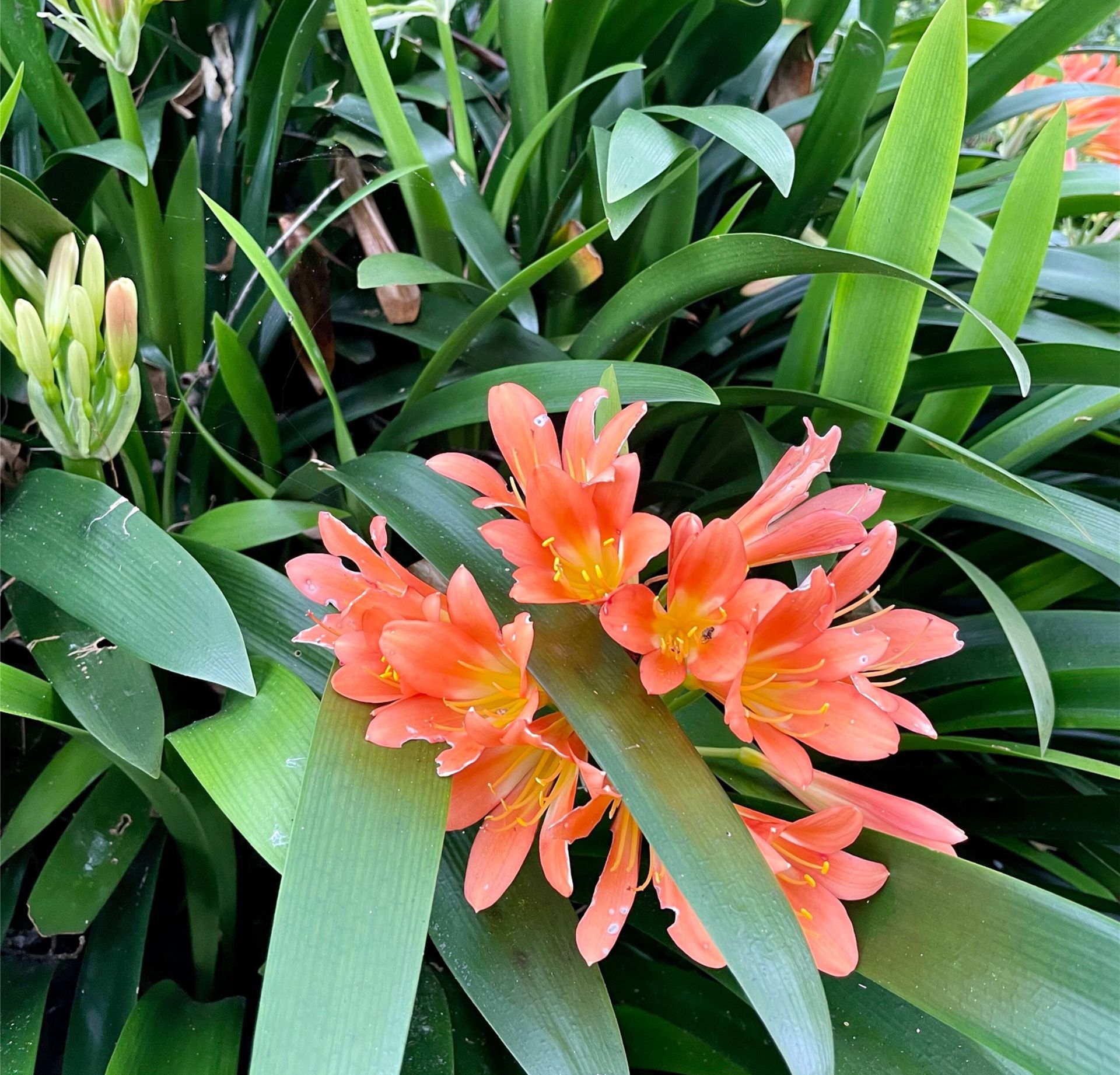Toowoomba Carnival of Flowers 2026 - 7 Day Tour