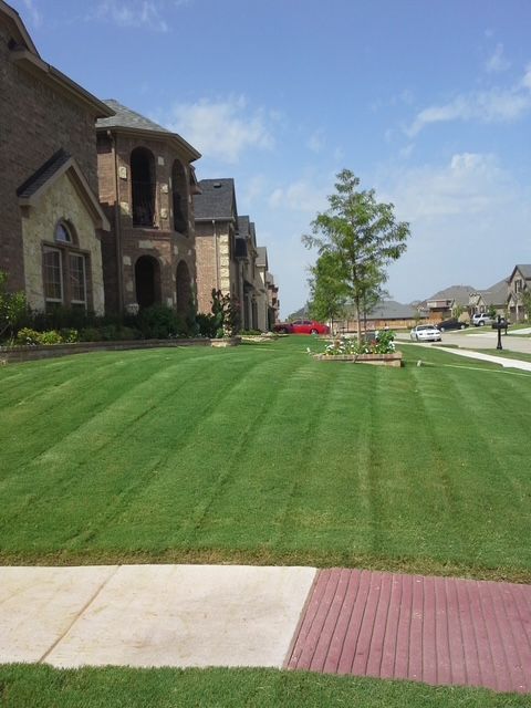 Suburban street with manicured lawn beside large stone houses under a blue sky