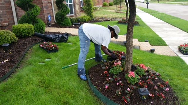 Person kneeling to plant flowers in a landscaped front yard beside a tree
