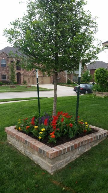 Raised brick flower bed with colorful flowers and a young tree in a suburban front yard
