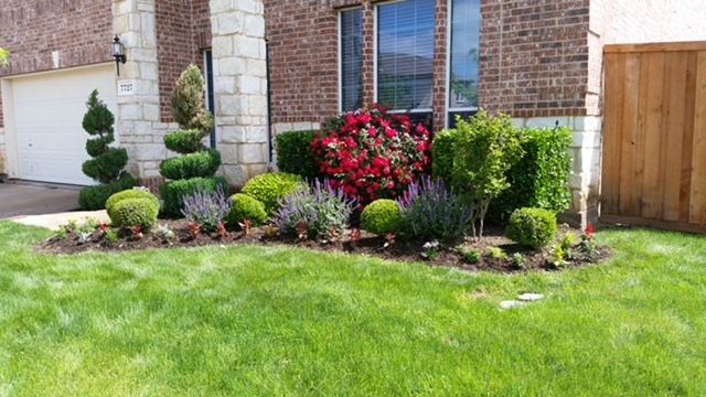 Front yard landscaping with trimmed shrubs, red flowers, and green lawn beside a brick house