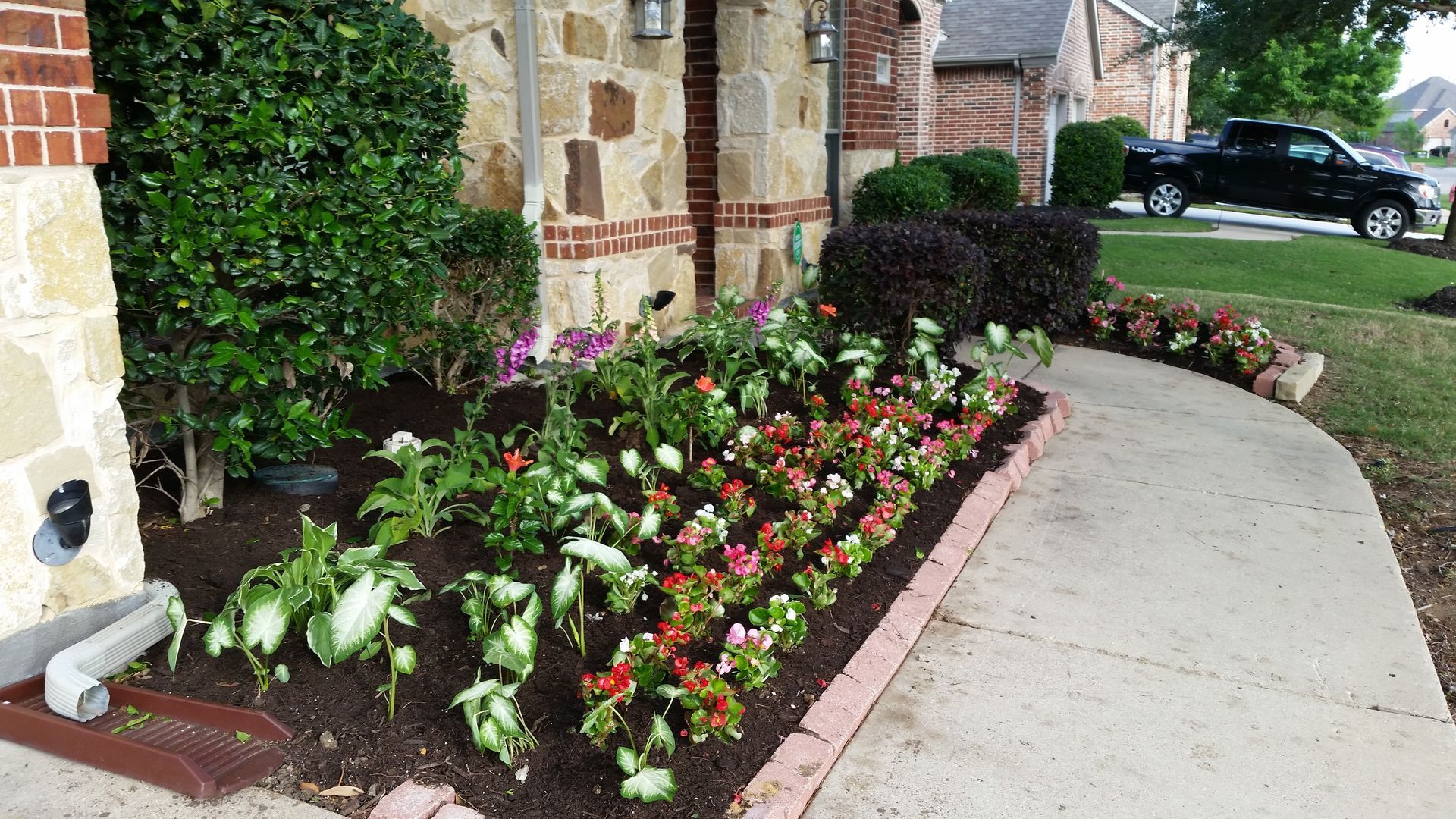 Flower bed with red and white blooms beside a curved sidewalk and brick house exterior