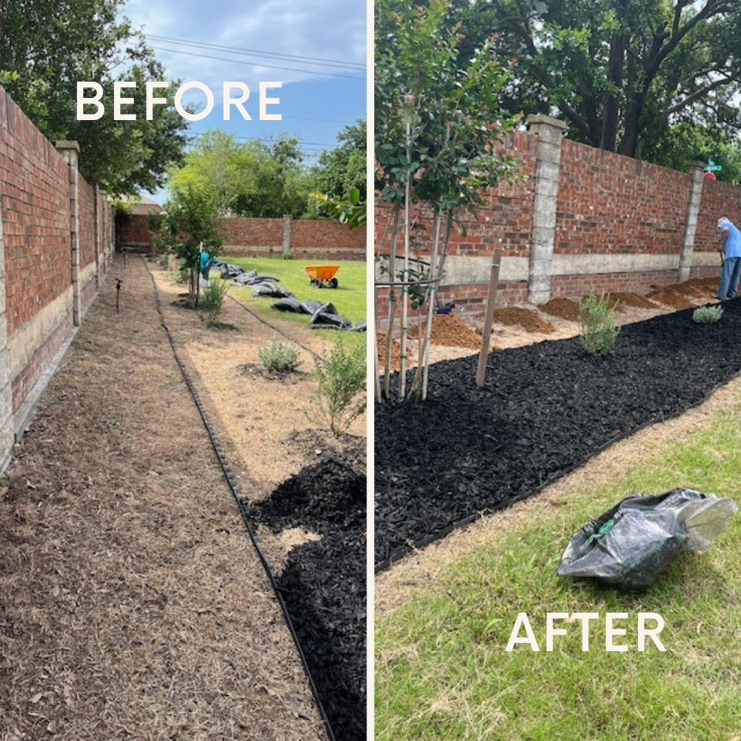 Before-and-after yard landscaping: bare soil becomes black mulch and new plantings along a brick fence.