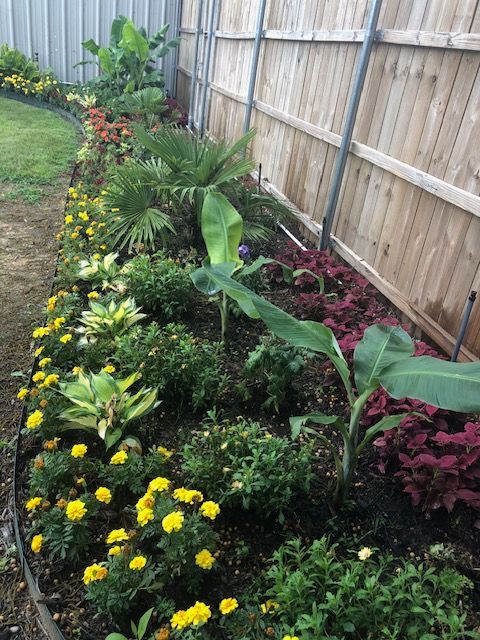 Colorful flower bed with yellow blooms and tropical plants along a wooden fence in a backyard