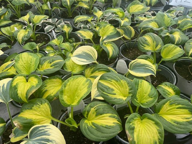 A bunch of potted plants with green and yellow leaves