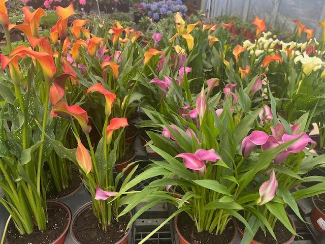 A bunch of potted plants with different colors of flowers