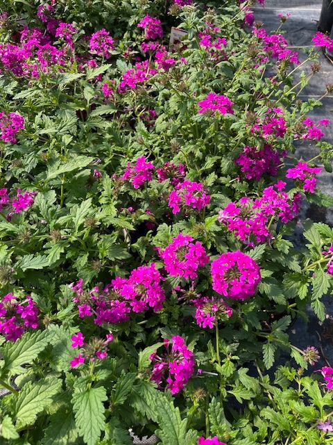 A bunch of purple flowers are growing in a garden.